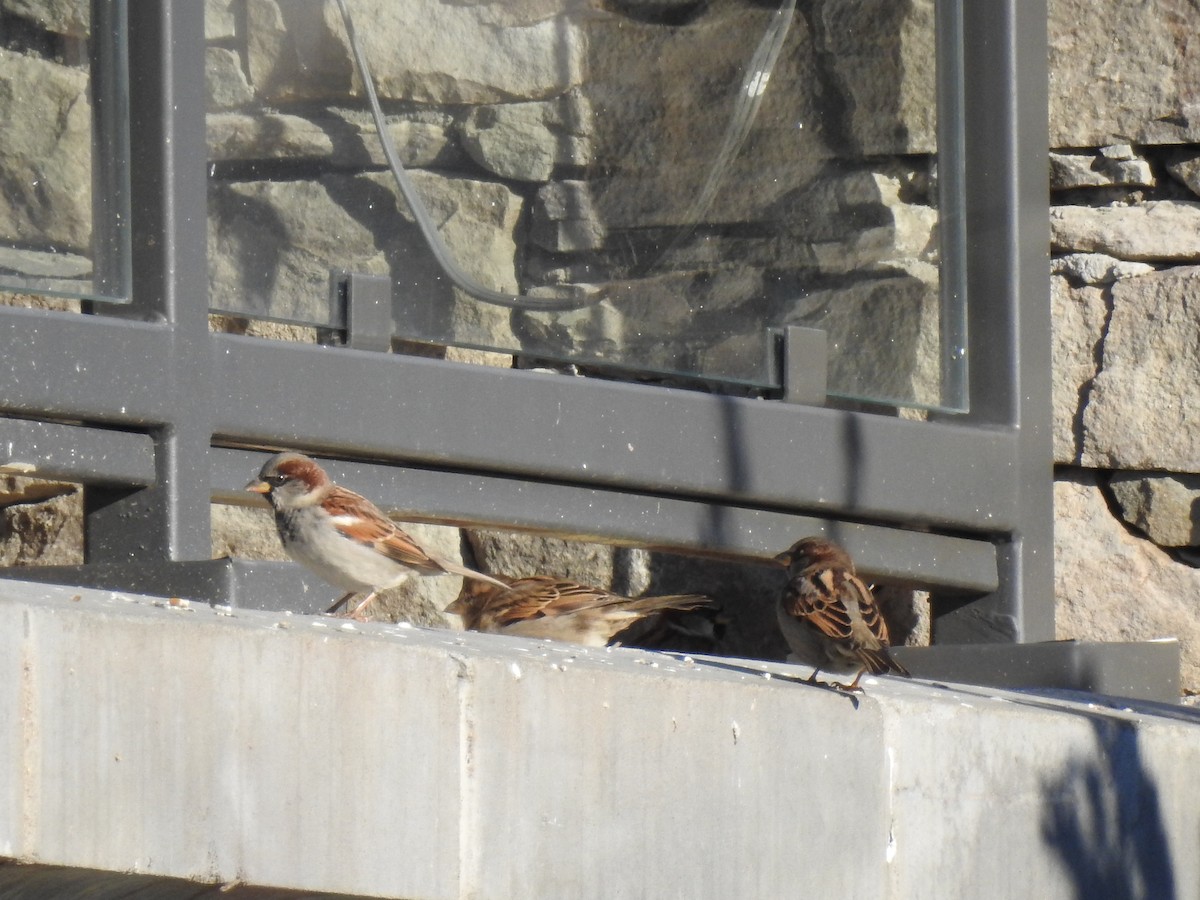 House Sparrow - ML44224661