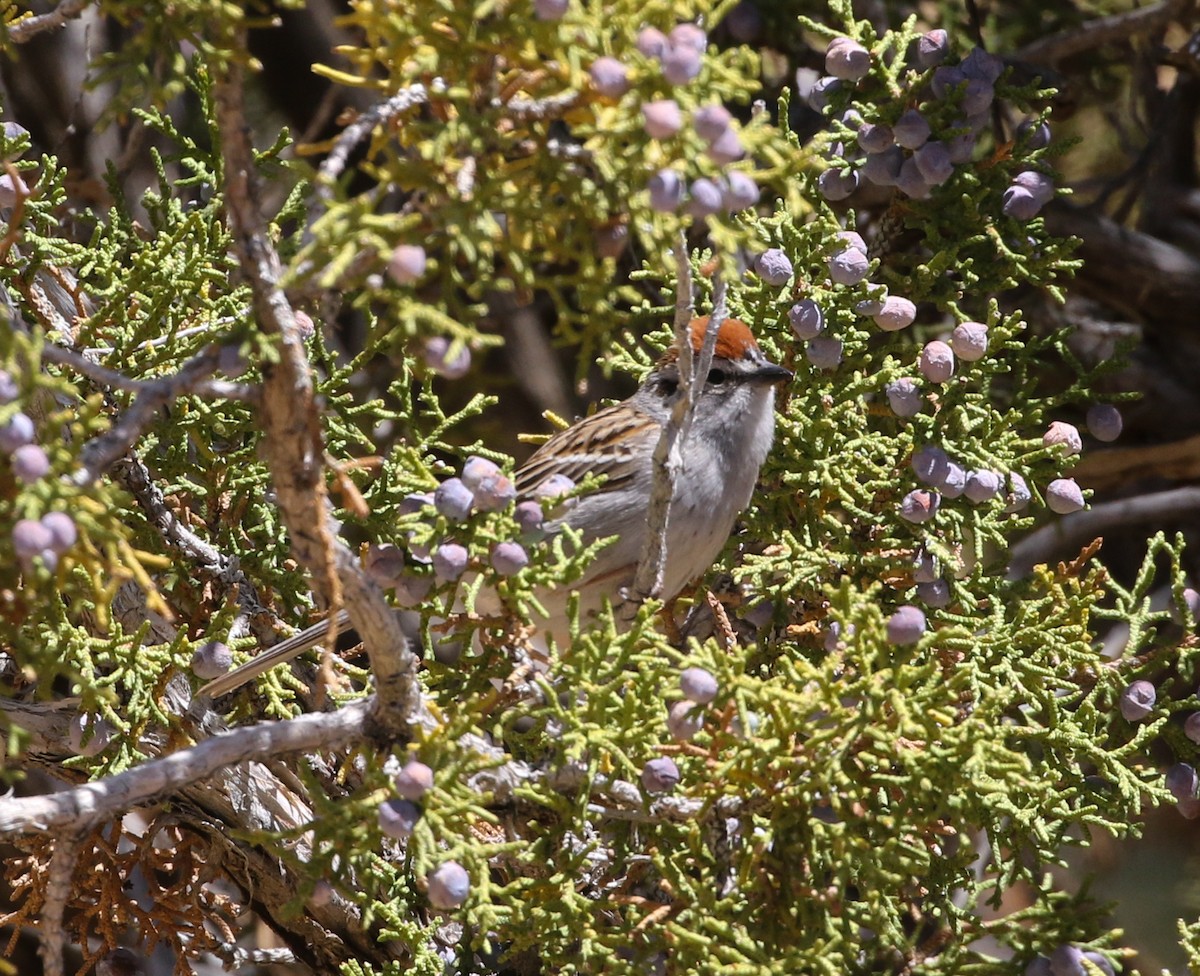 Chipping Sparrow - Tom Benson