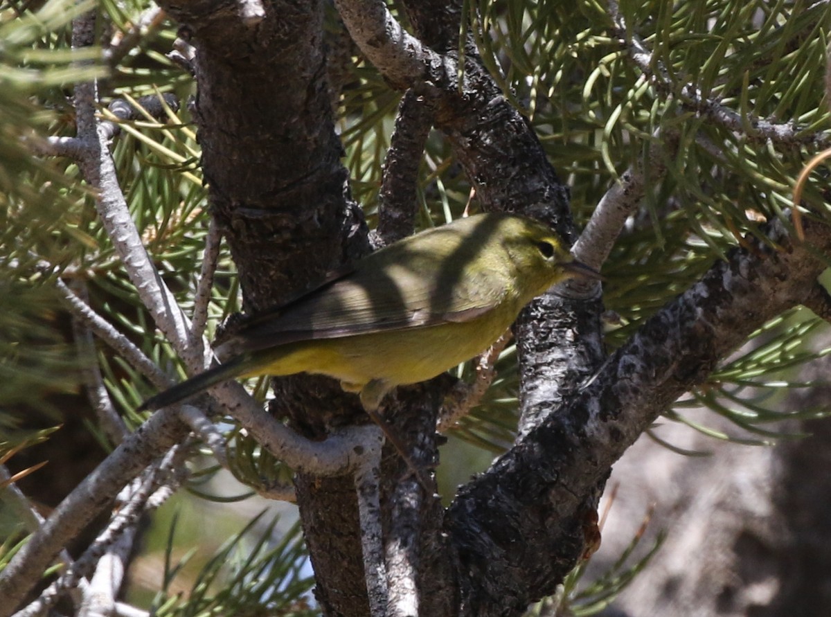 Orange-crowned Warbler - Tom Benson