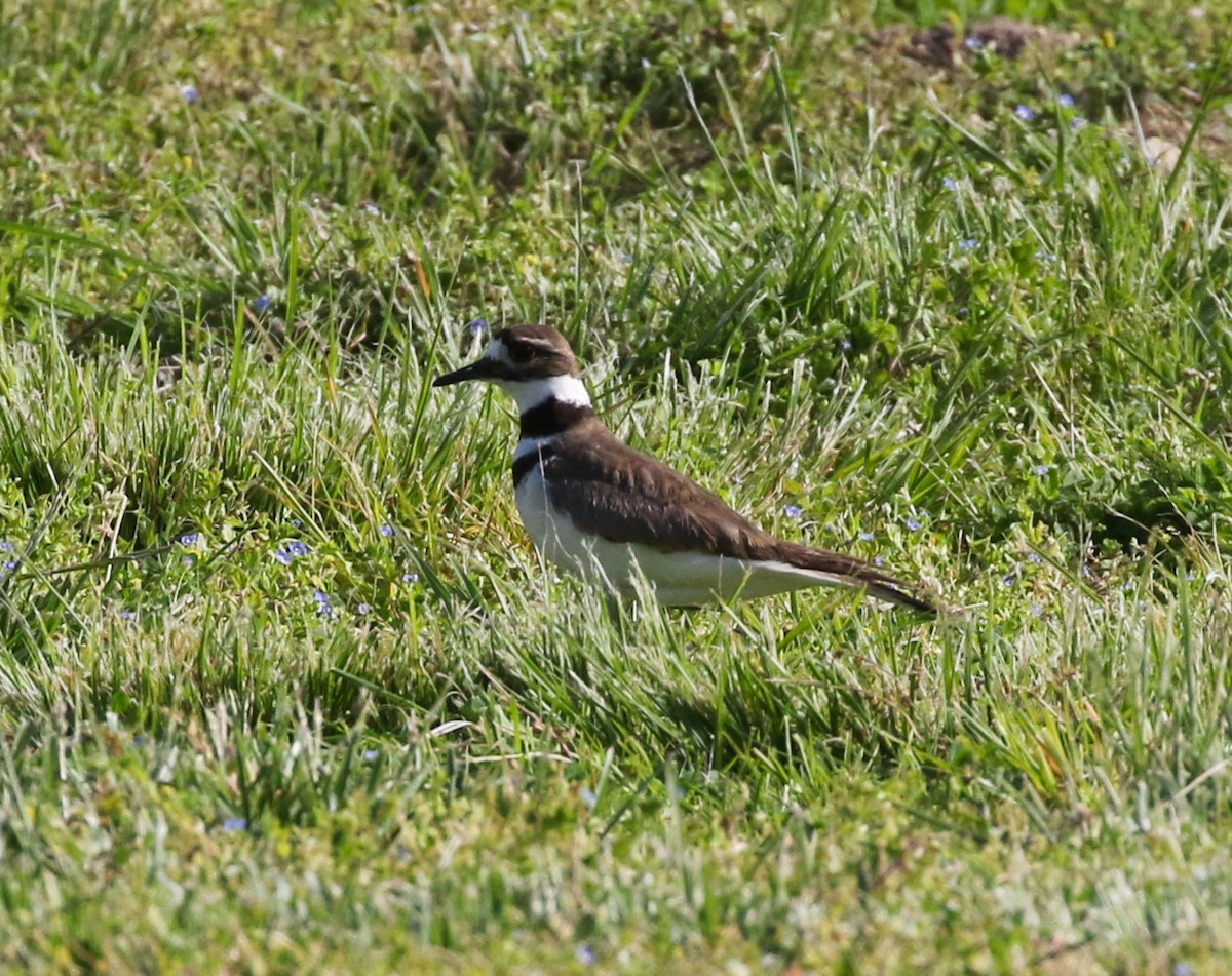 Killdeer - ML442247381