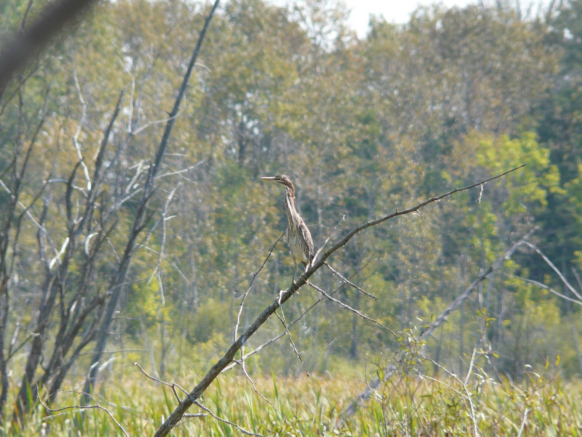 Green Heron - ML44224781