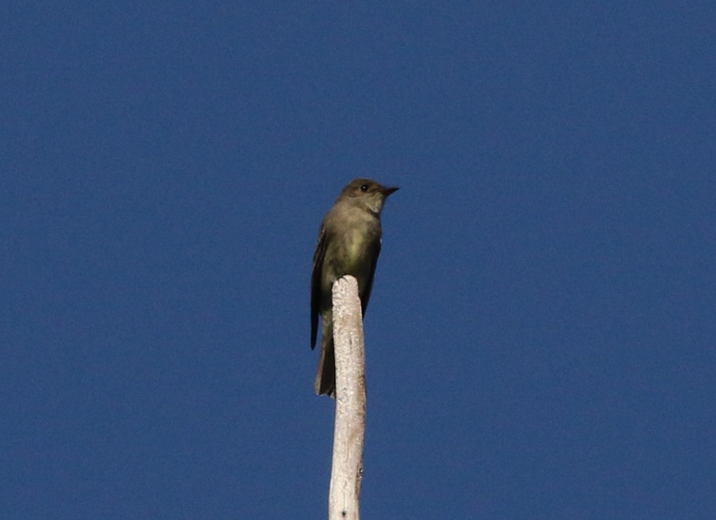 Western Wood-Pewee - Tom Benson