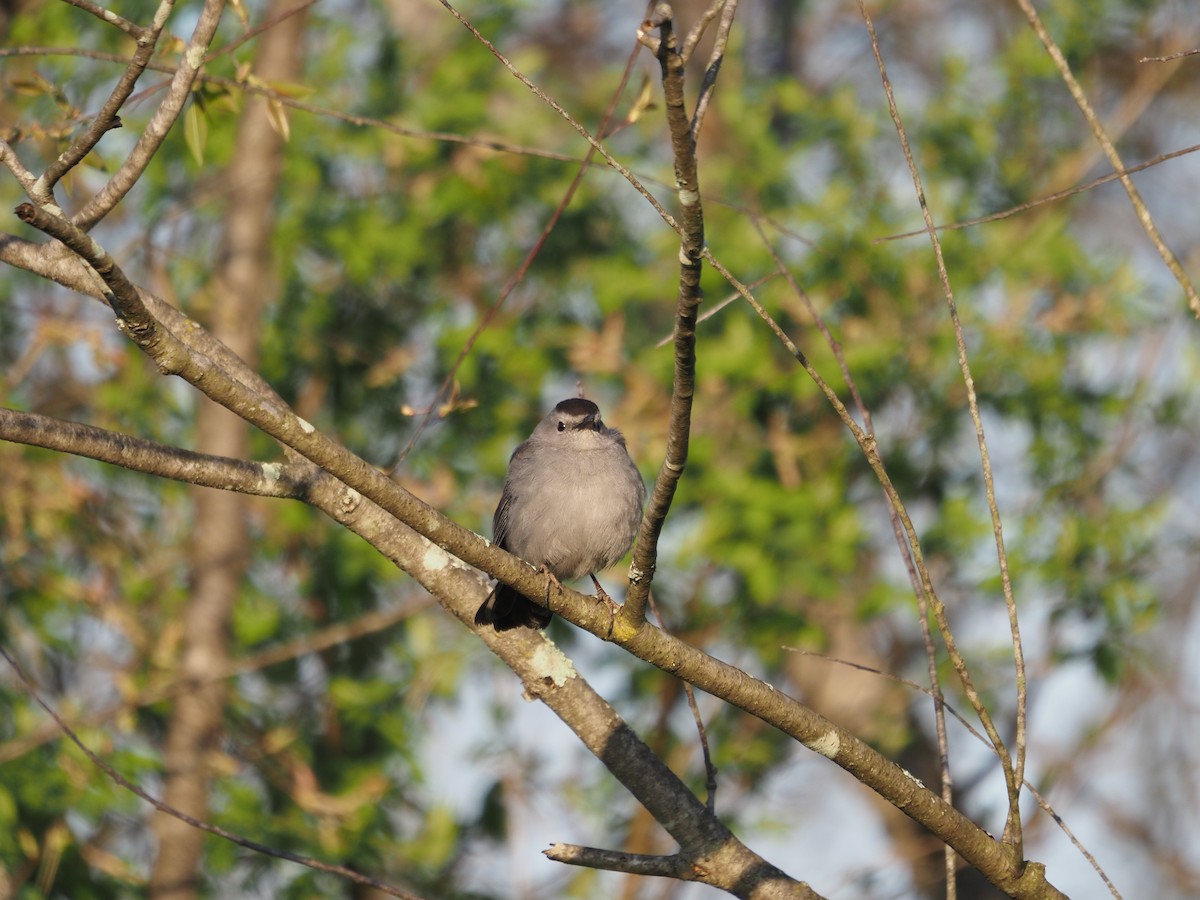 Gray Catbird - ML442248181