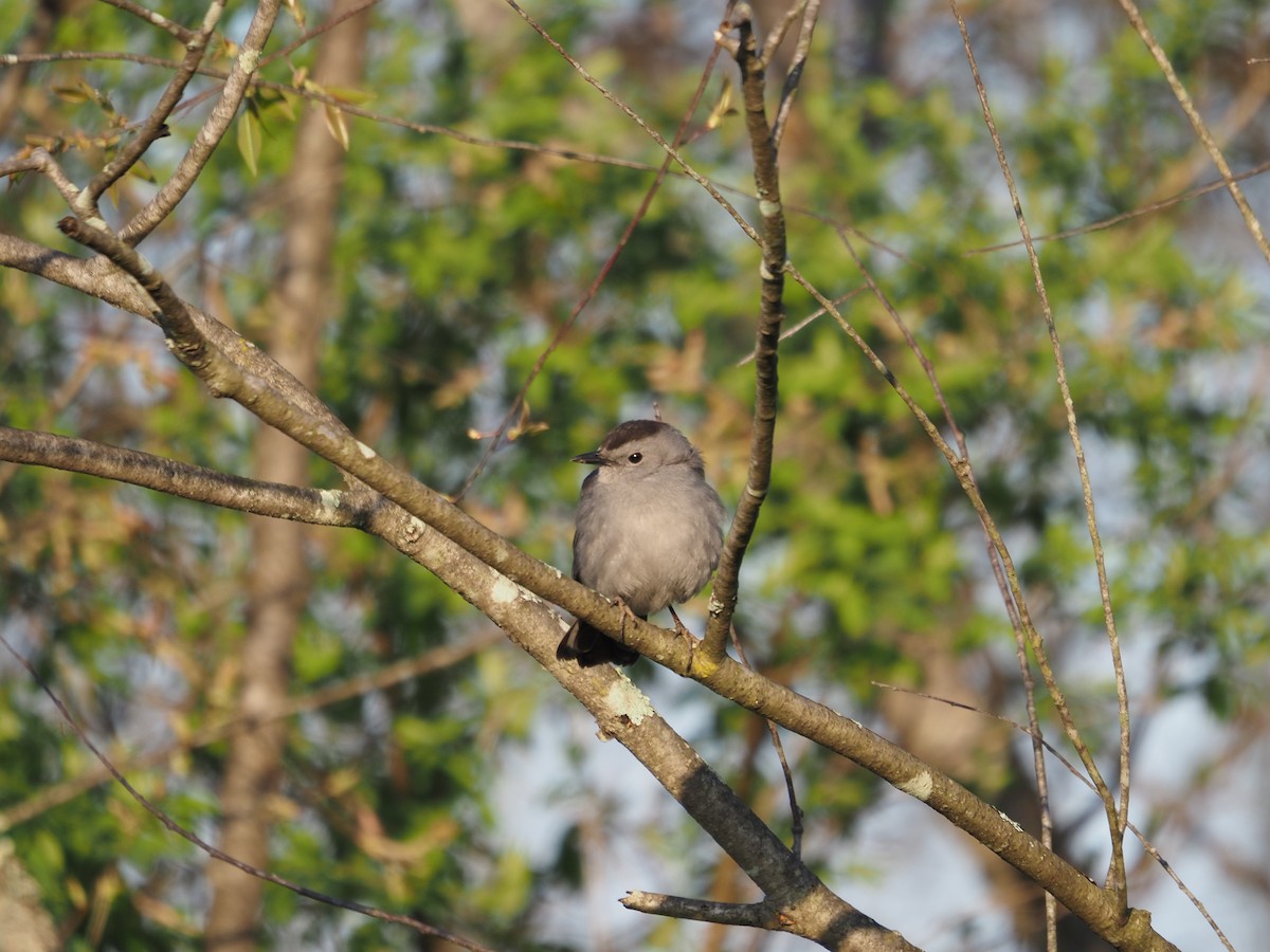 Gray Catbird - ML442248261