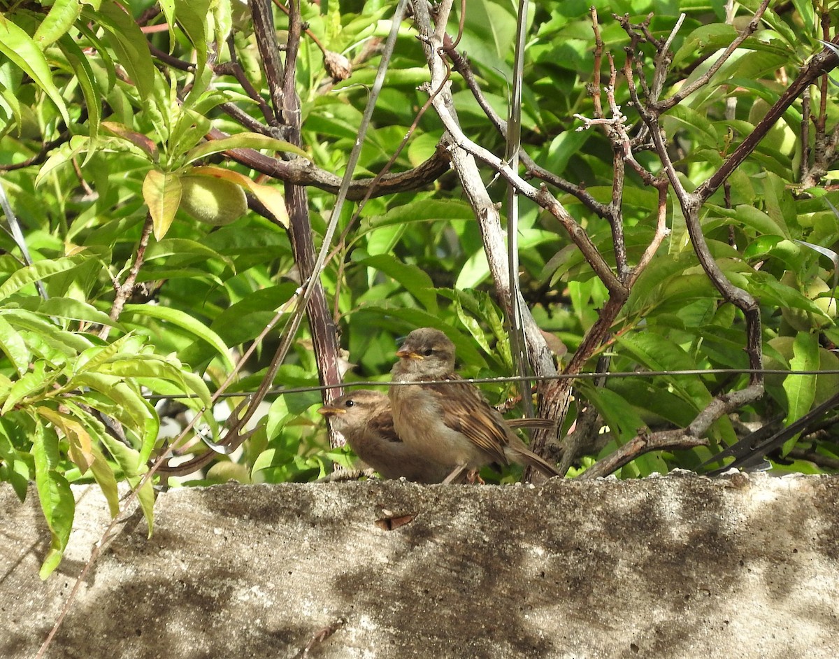 vrabec domácí - ML442248751