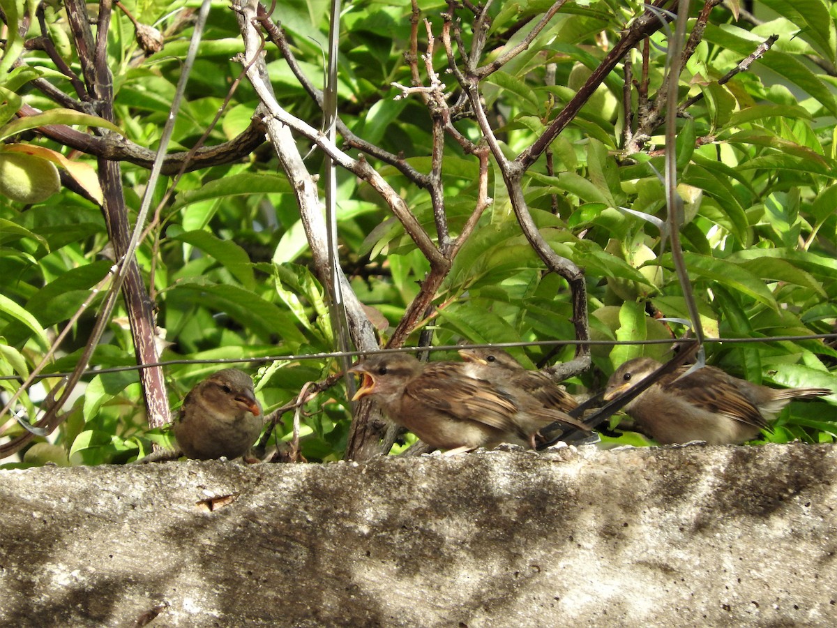 House Sparrow - ML442248771