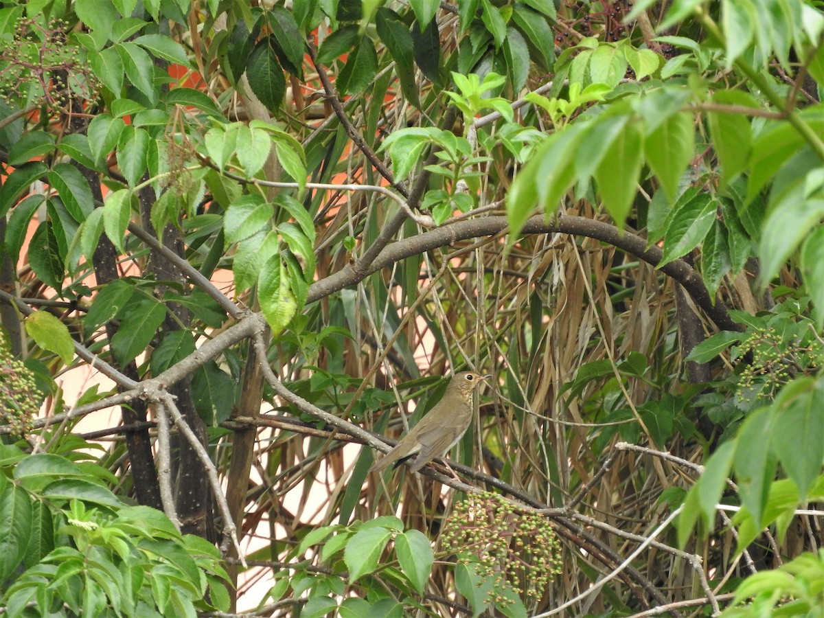 Swainson's Thrush - ML442248911