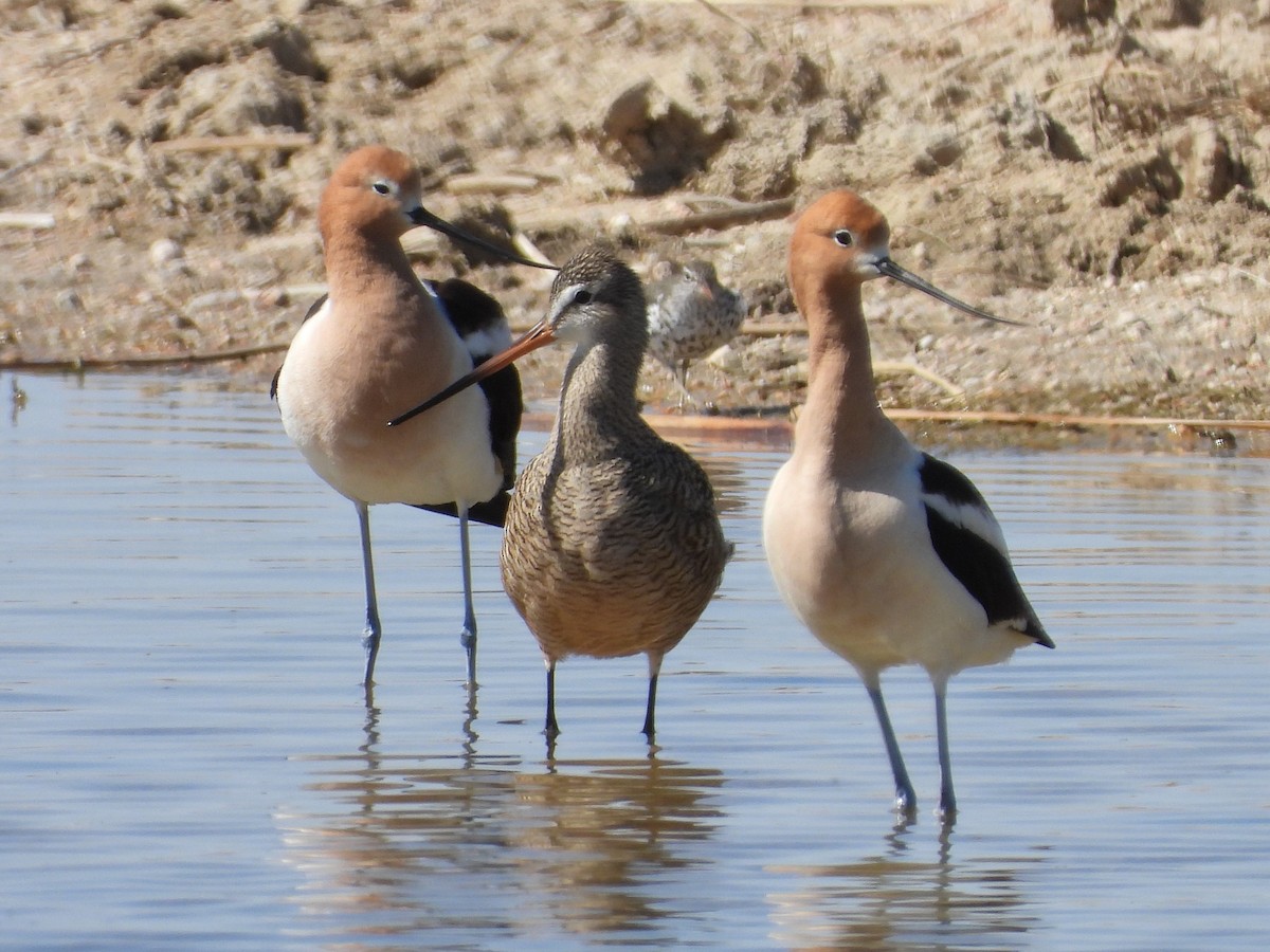 Marbled Godwit - ML442249111