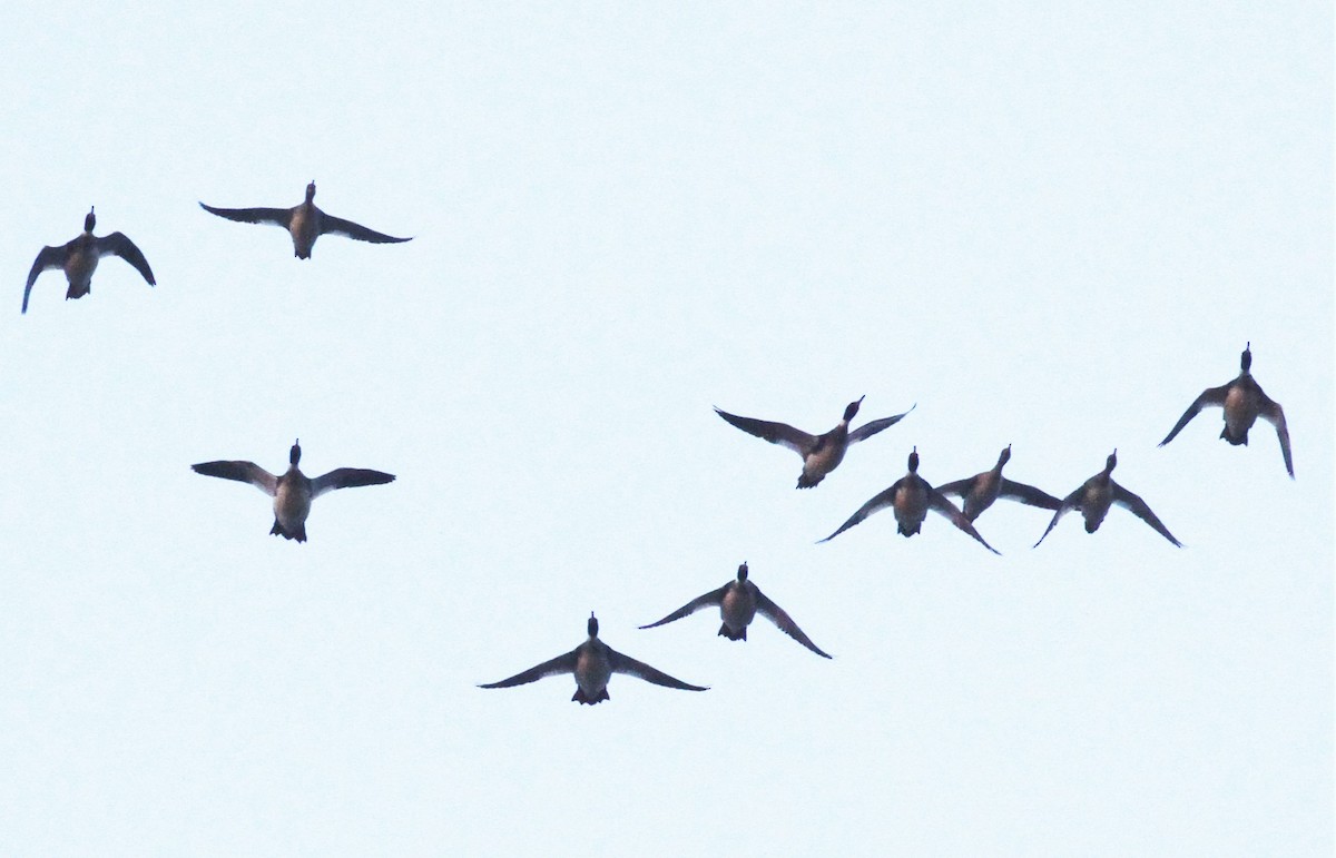 Red-breasted Merganser - ML442249141