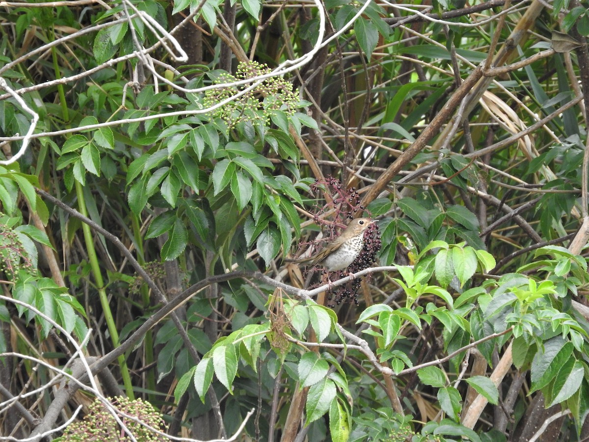 drozd západní - ML442249191