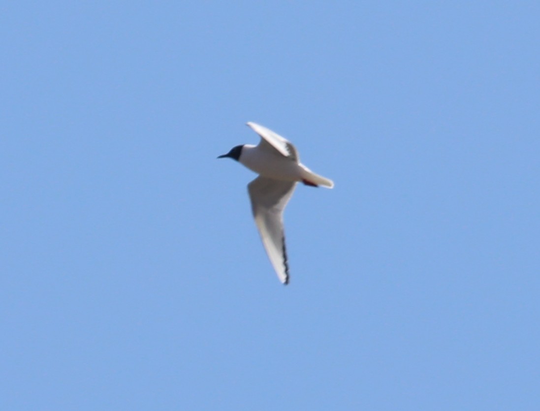 Bonaparte's Gull - ML442249301