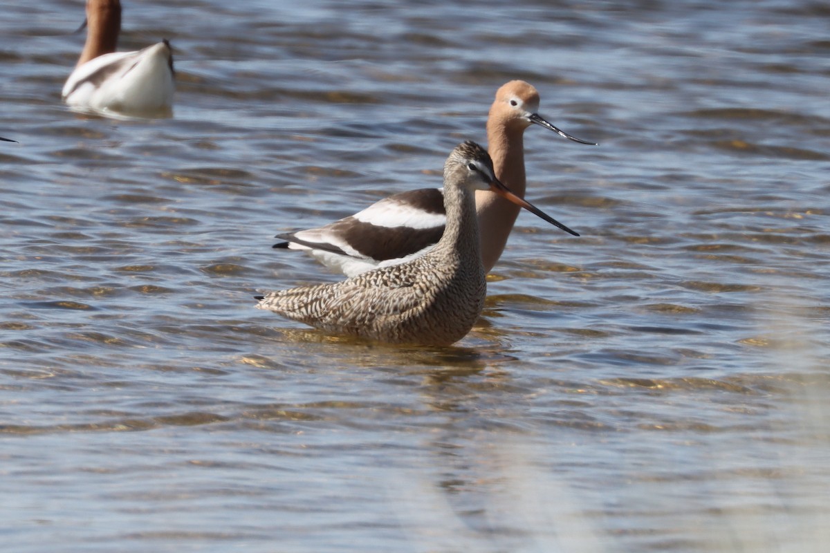 Marbled Godwit - ML442252411