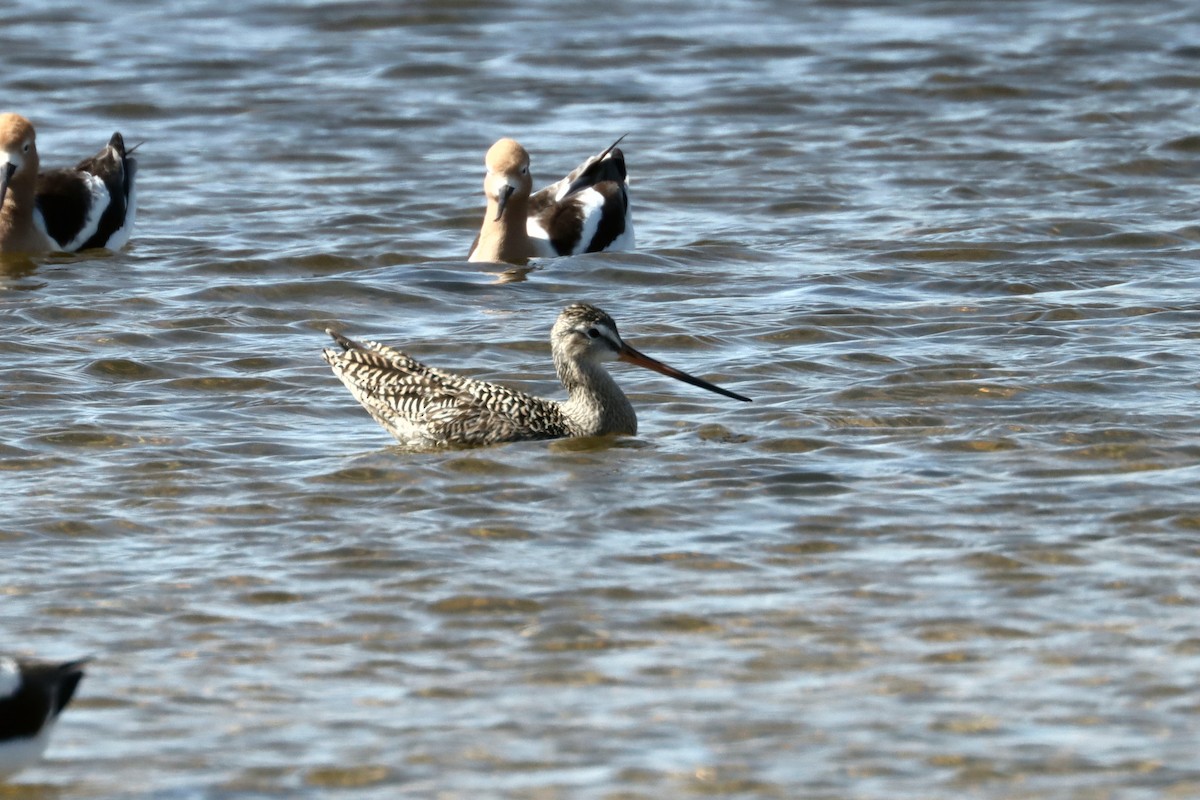 Marbled Godwit - John Drummond