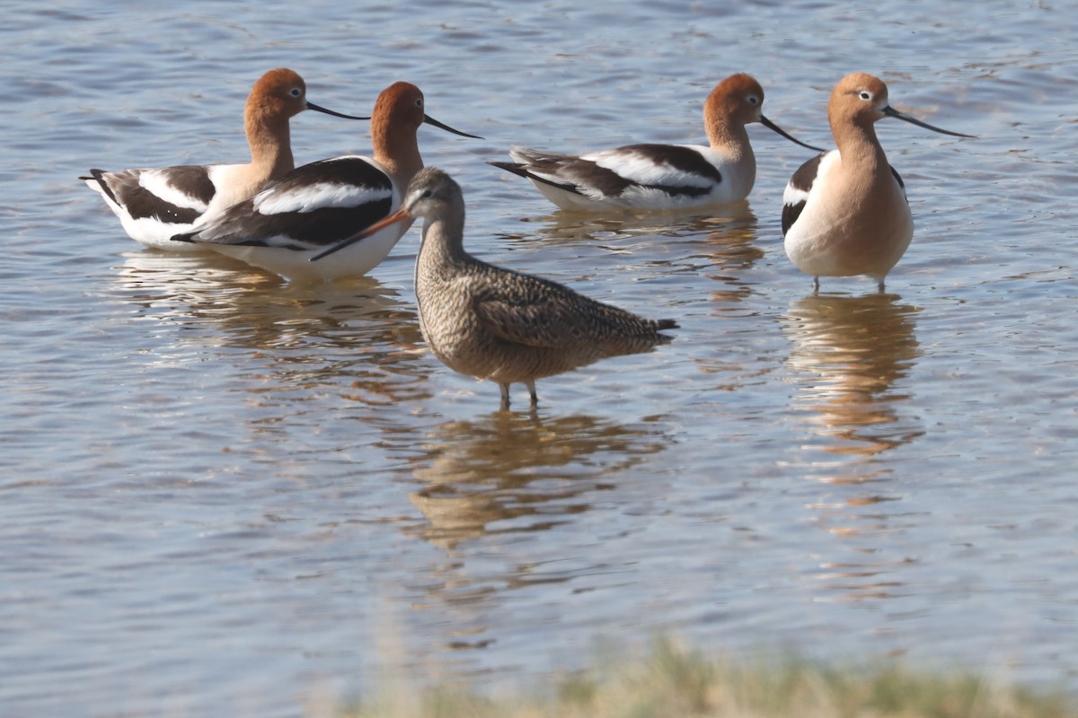 Marbled Godwit - John Drummond