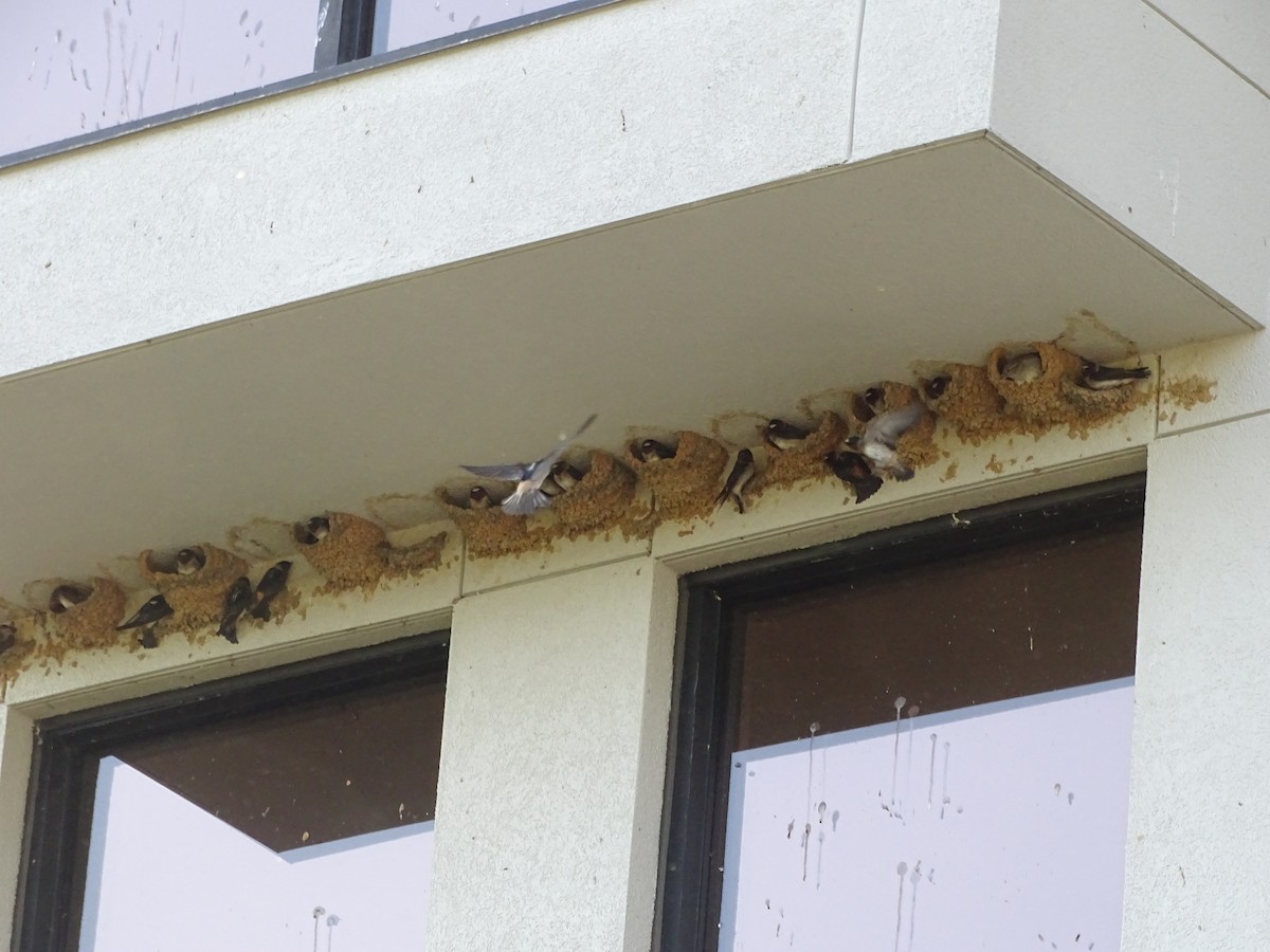 Cliff Swallow - ML442253231