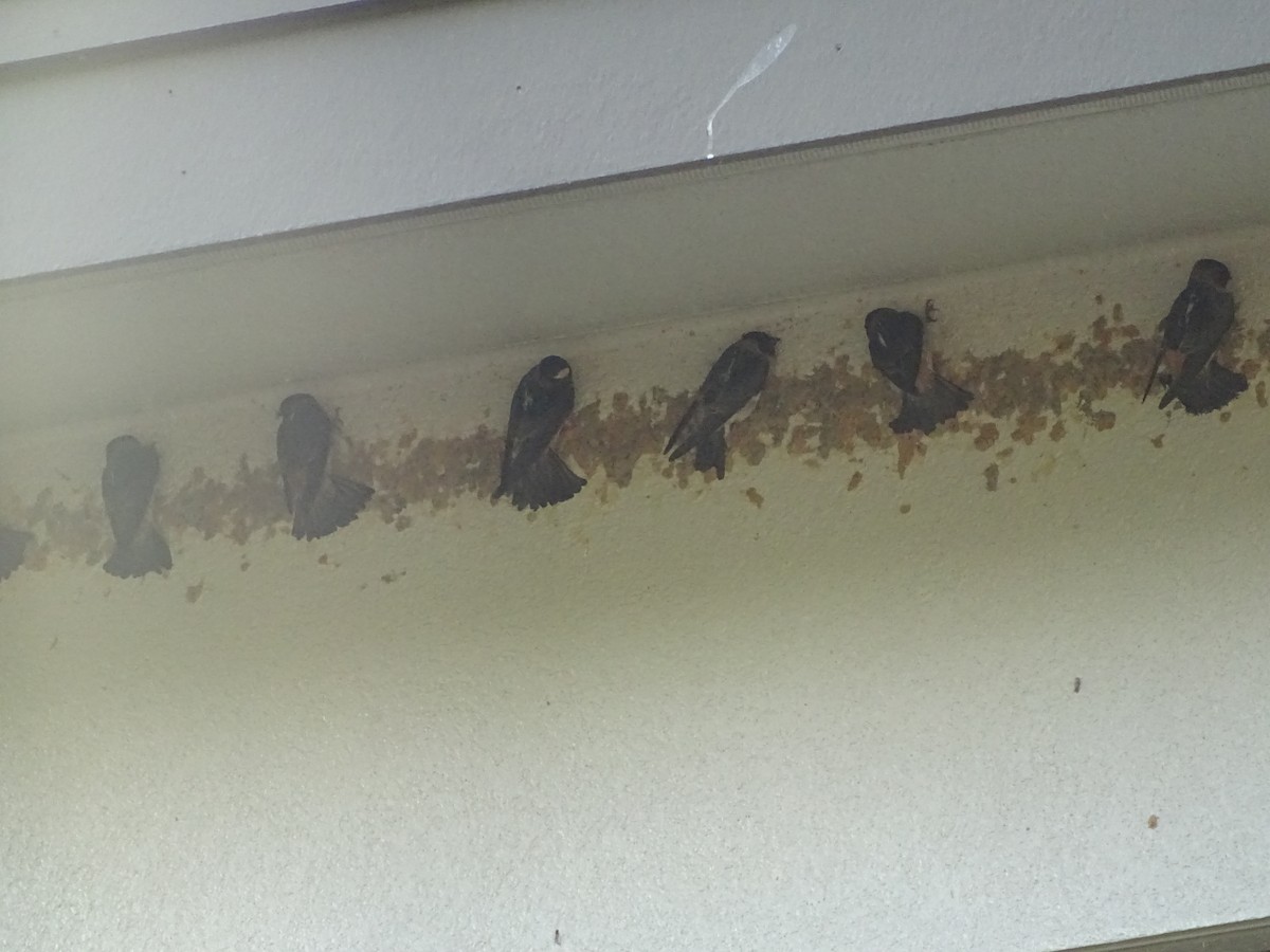 Cliff Swallow - ML442253401