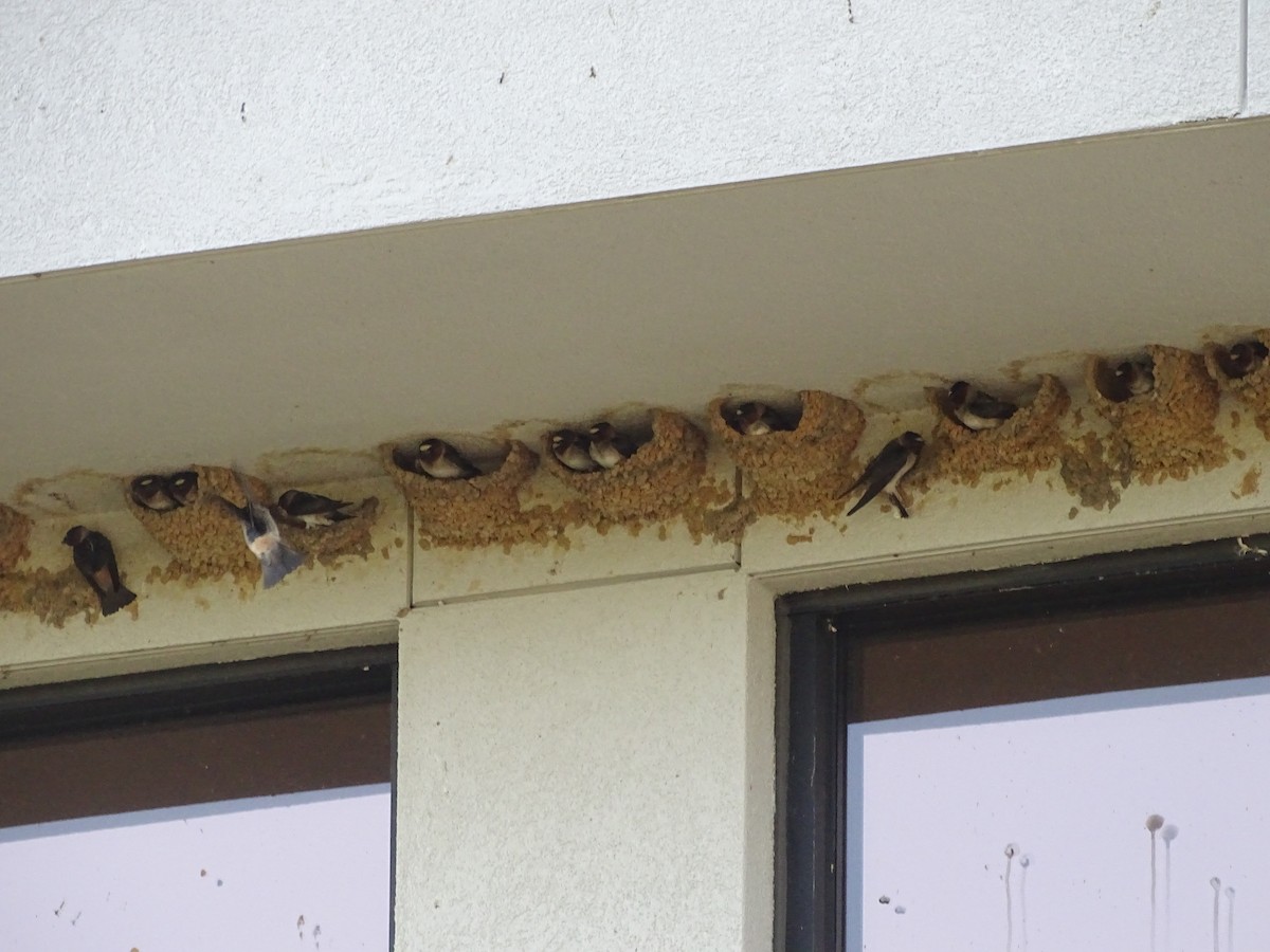 Cliff Swallow - ML442253461