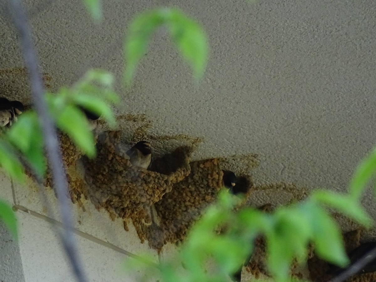 Cliff Swallow - ML442253551