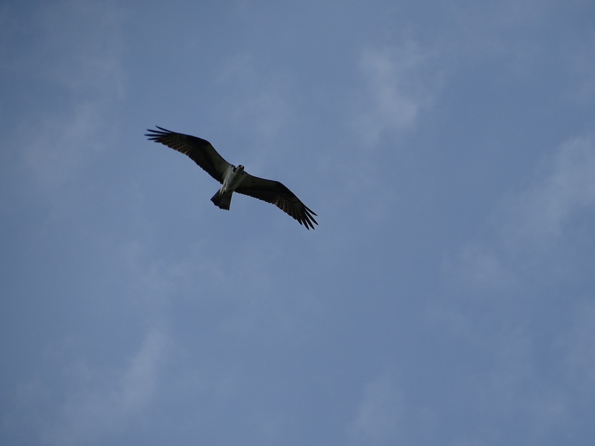 Osprey - ML442254531