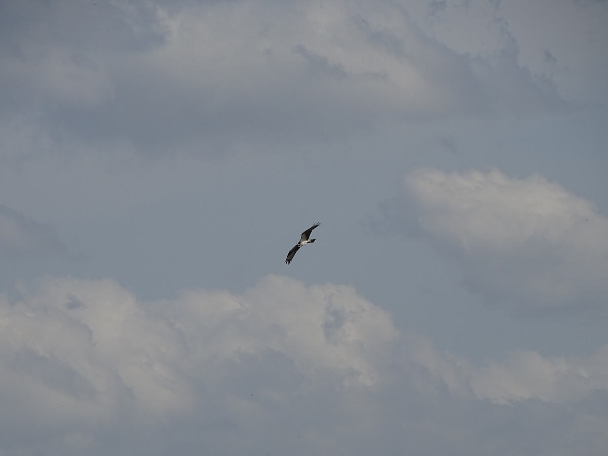 Osprey - ML442254541