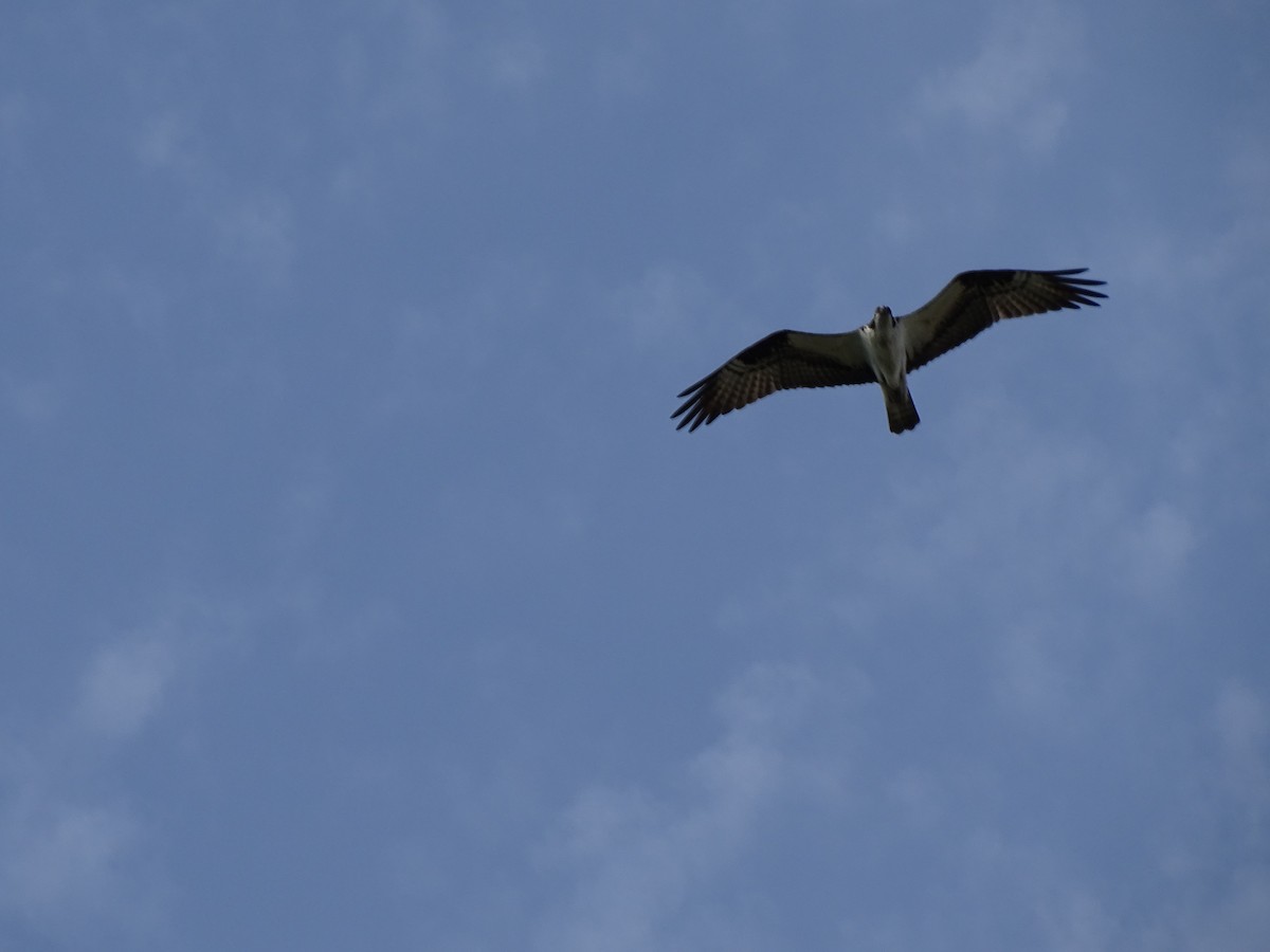 Osprey - ML442254601