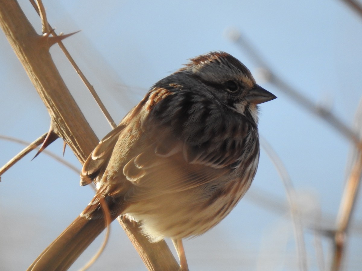 Song Sparrow - ML44225461