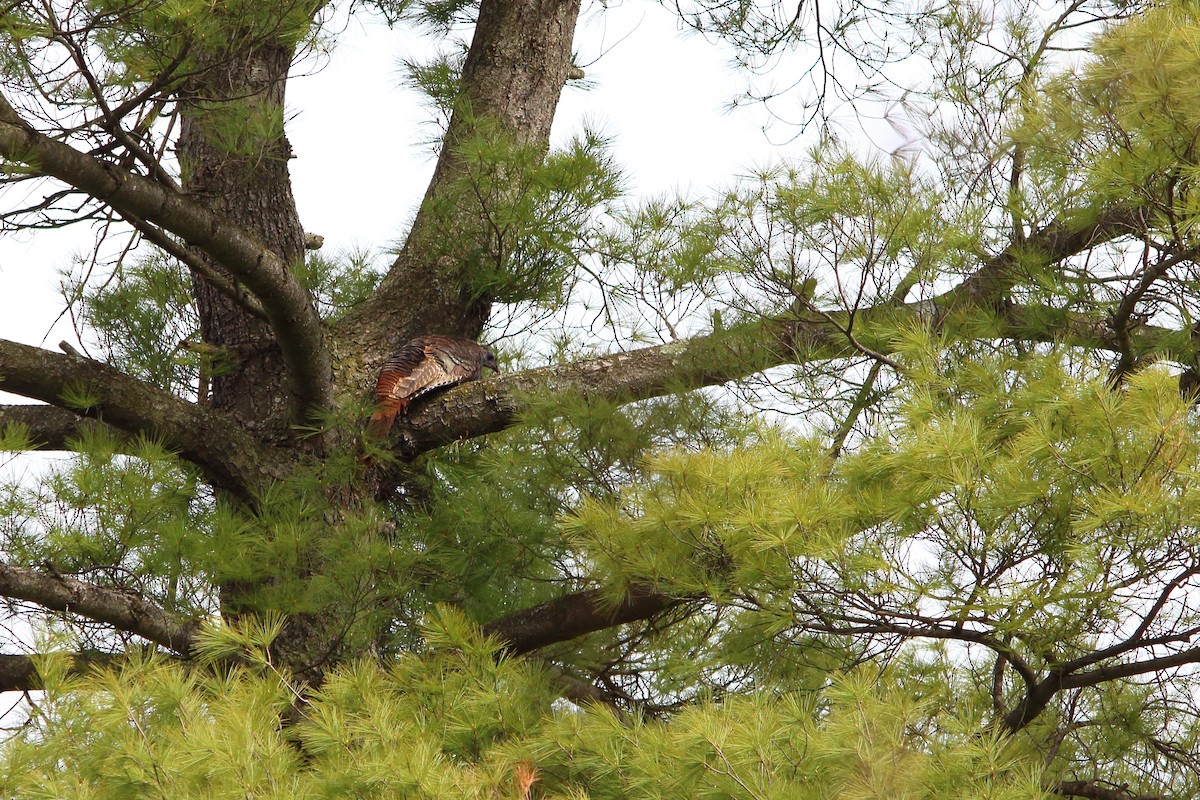 Wild Turkey - ML442254781