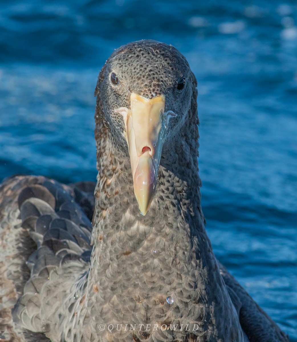 Northern Giant-Petrel - Nicolas Araya Stuardo