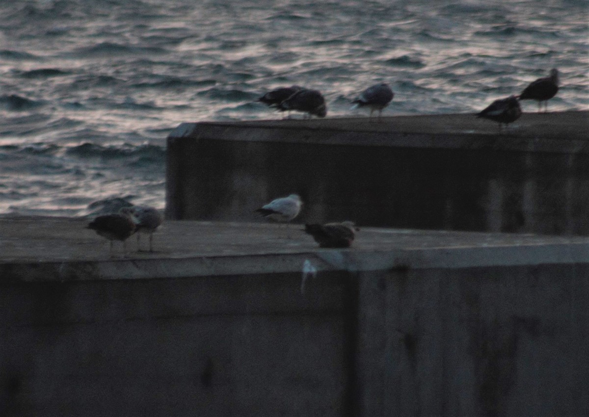 Ring-billed Gull - ML44225591