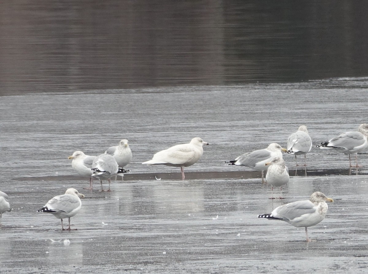 Glaucous Gull - ML44225631