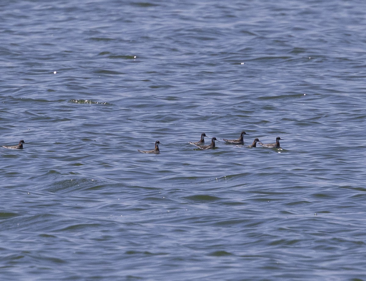 Red-necked Phalarope - ML442256361