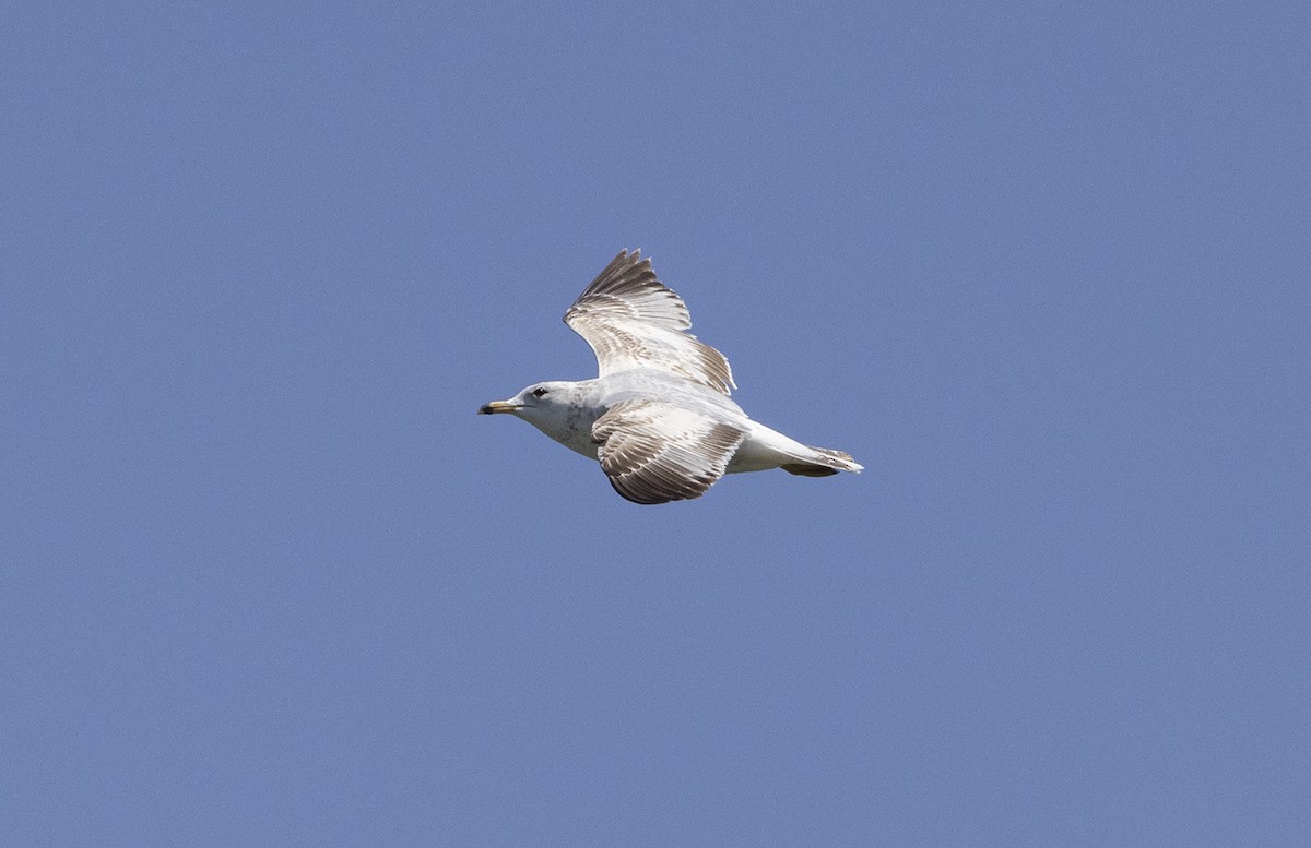 Ring-billed Gull - ML442256481