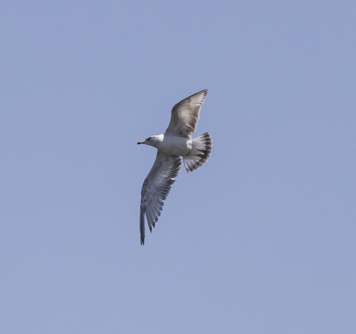 Ring-billed Gull - ML442256521