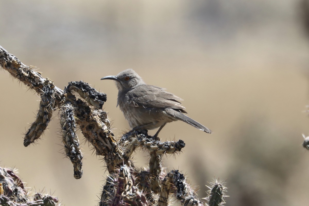Curve-billed Thrasher - ML442256681