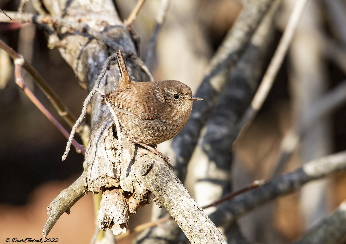 Winter Wren - ML442257021