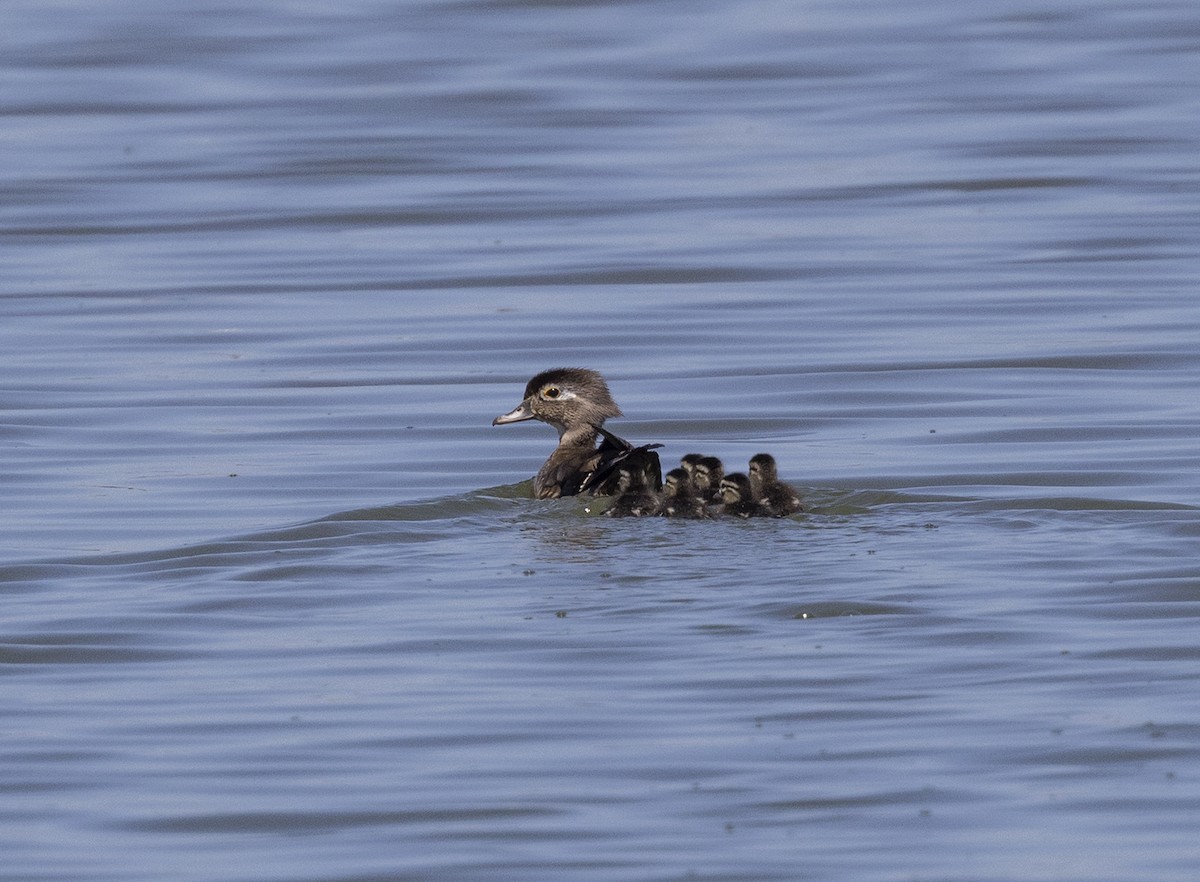 Wood Duck - ML442257381