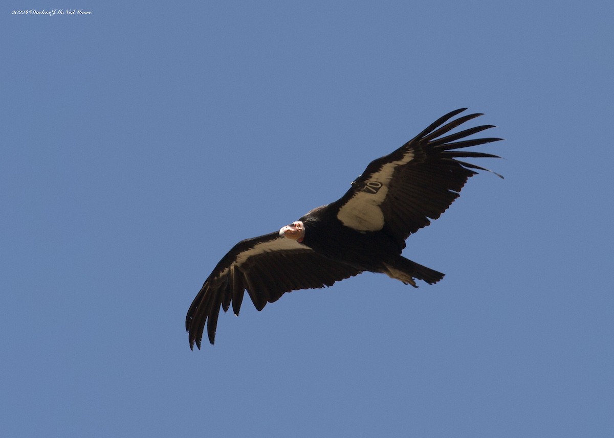 California Condor - Darlene J McNeil