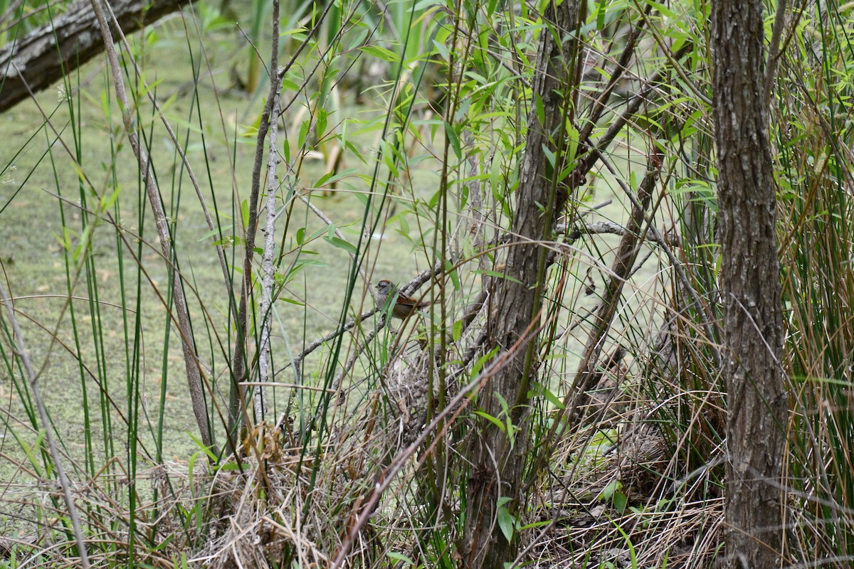 Swamp Sparrow - ML442257481