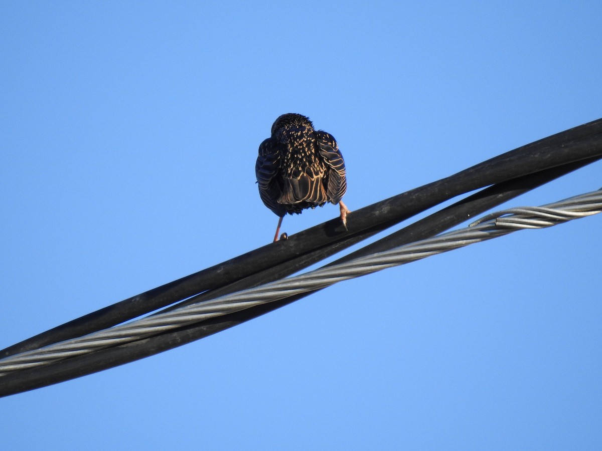 European Starling - Emphe Ghie