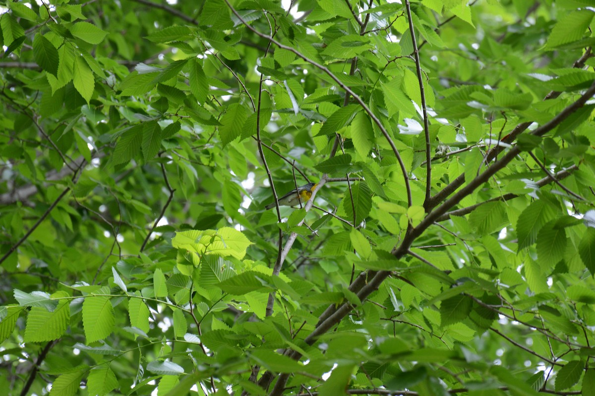Northern Parula - ML442258611
