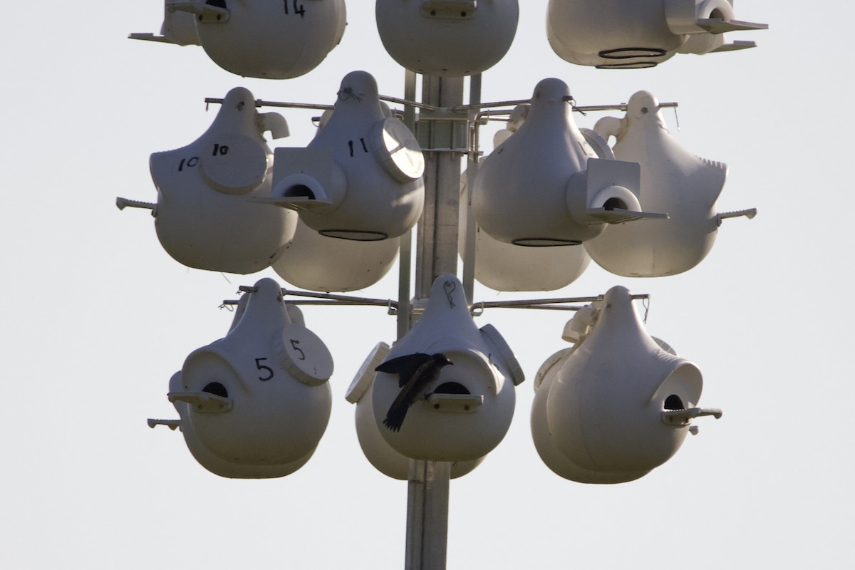 Purple Martin - ML442259041