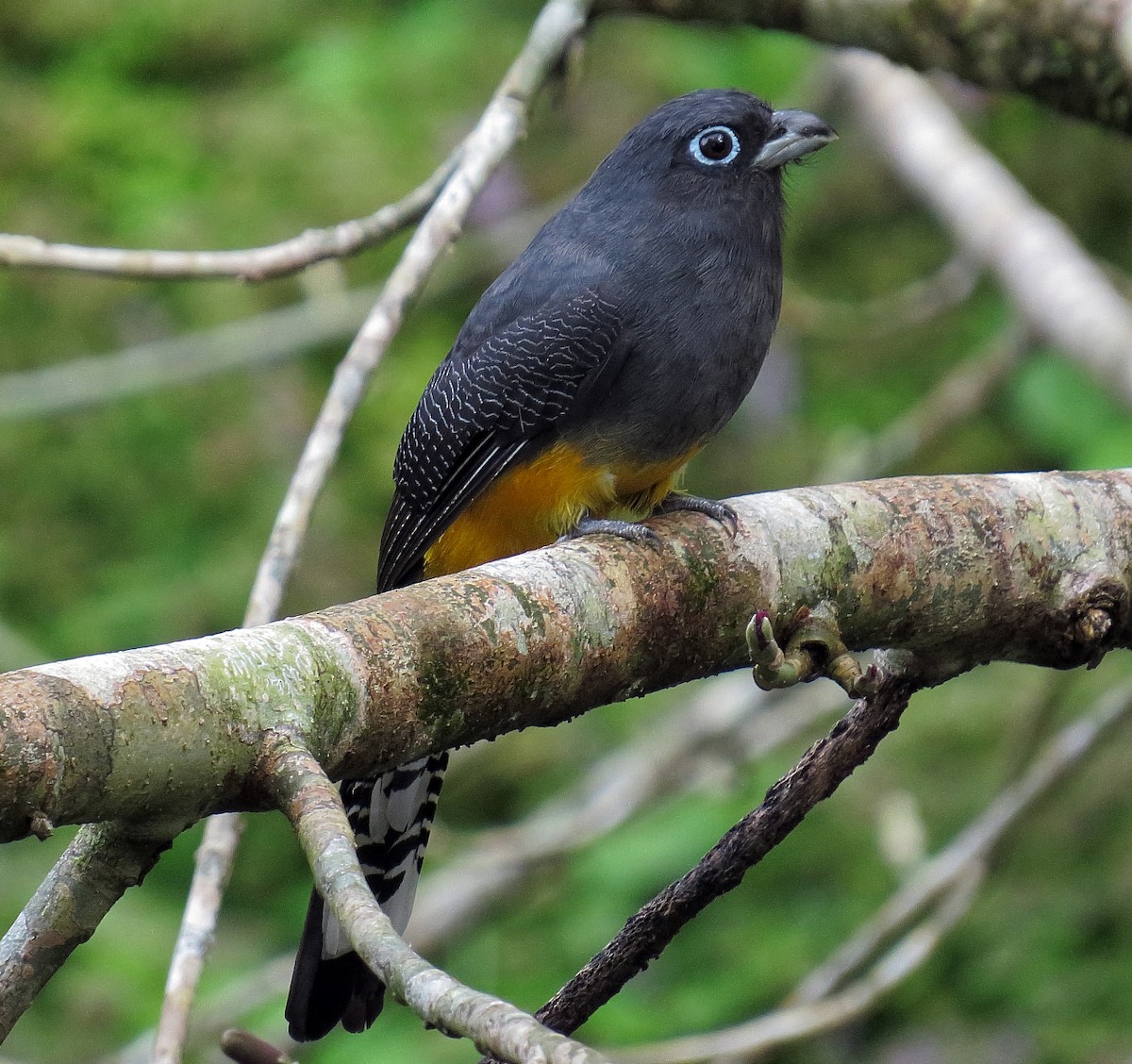 White-tailed Trogon - ML44225911