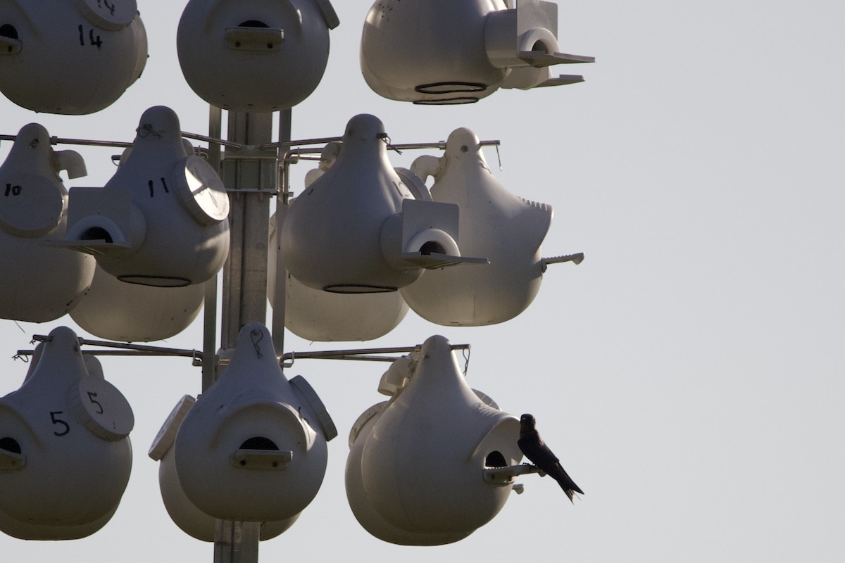 Purple Martin - ML442259121