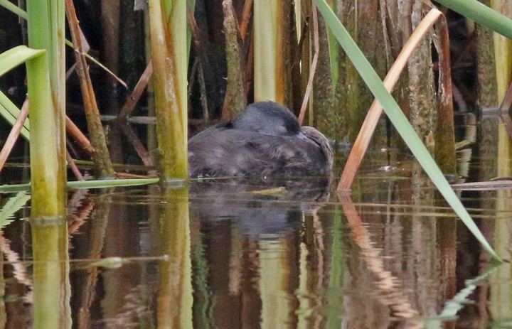 Least Grebe - ML442259481