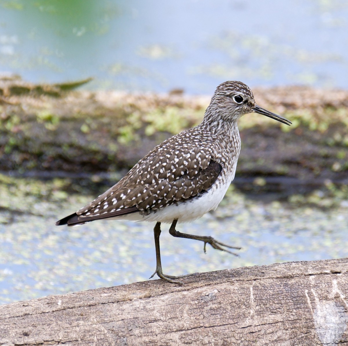 Solitary Sandpiper - ML442260011