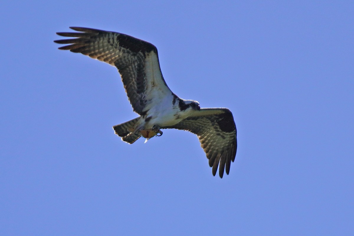 Águila Pescadora - ML442261031