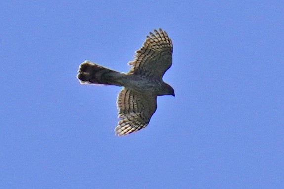 Cooper's Hawk - ML442261501