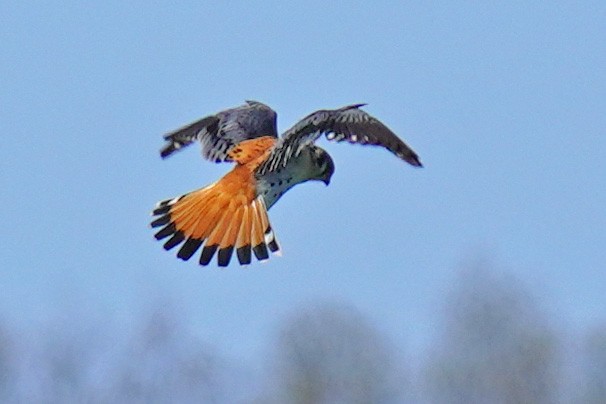 American Kestrel - ML442261861