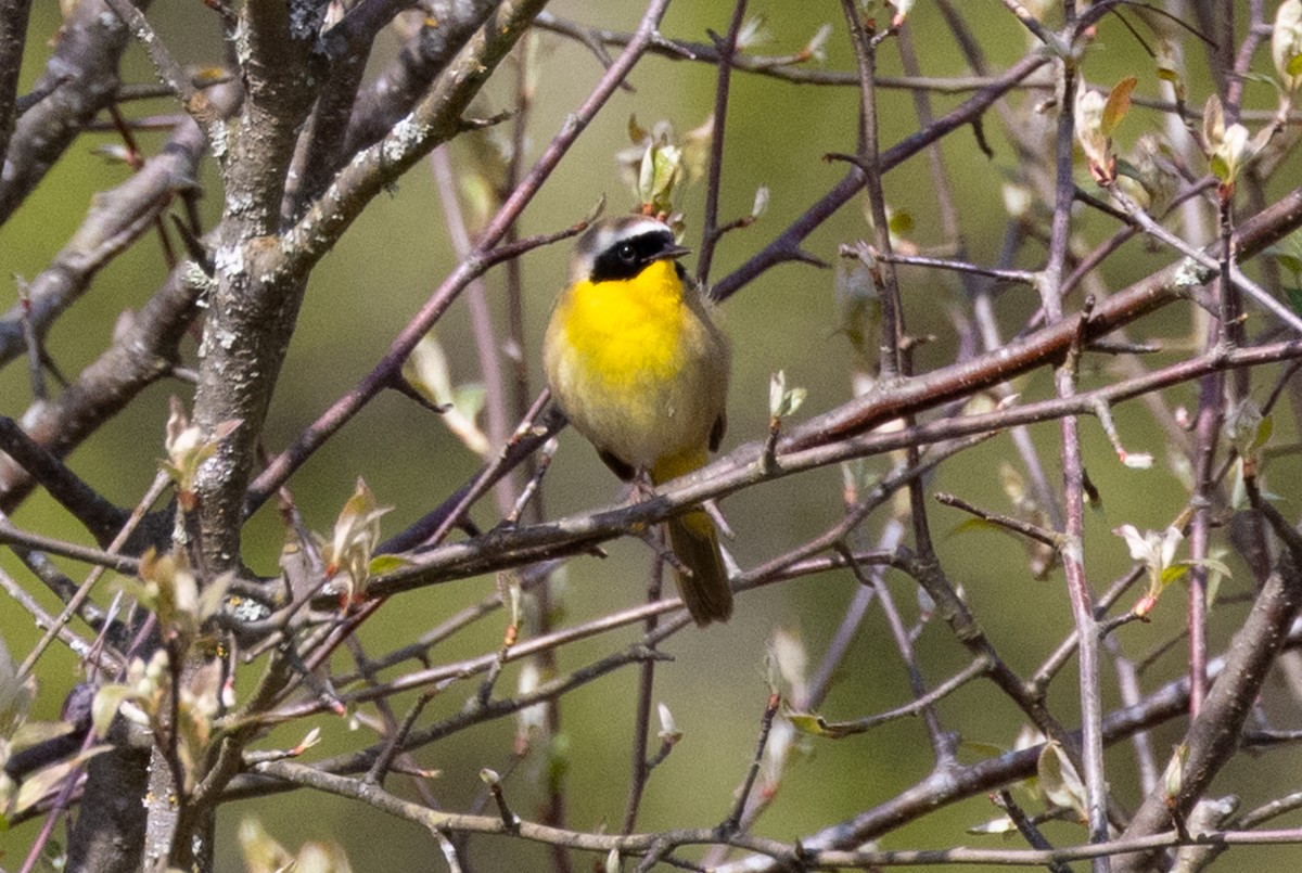 Common Yellowthroat - ML442262211