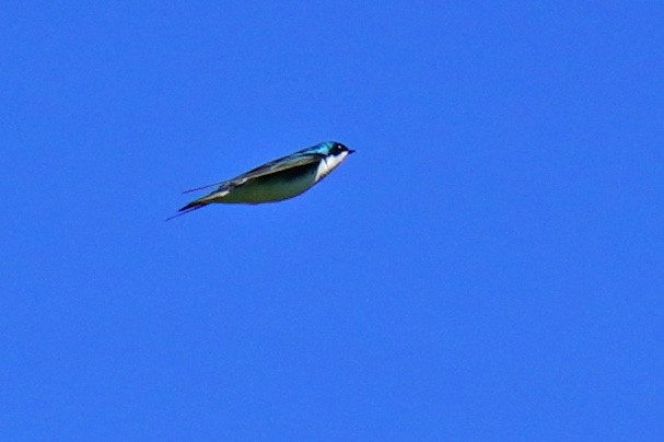 Golondrina Bicolor - ML442262401